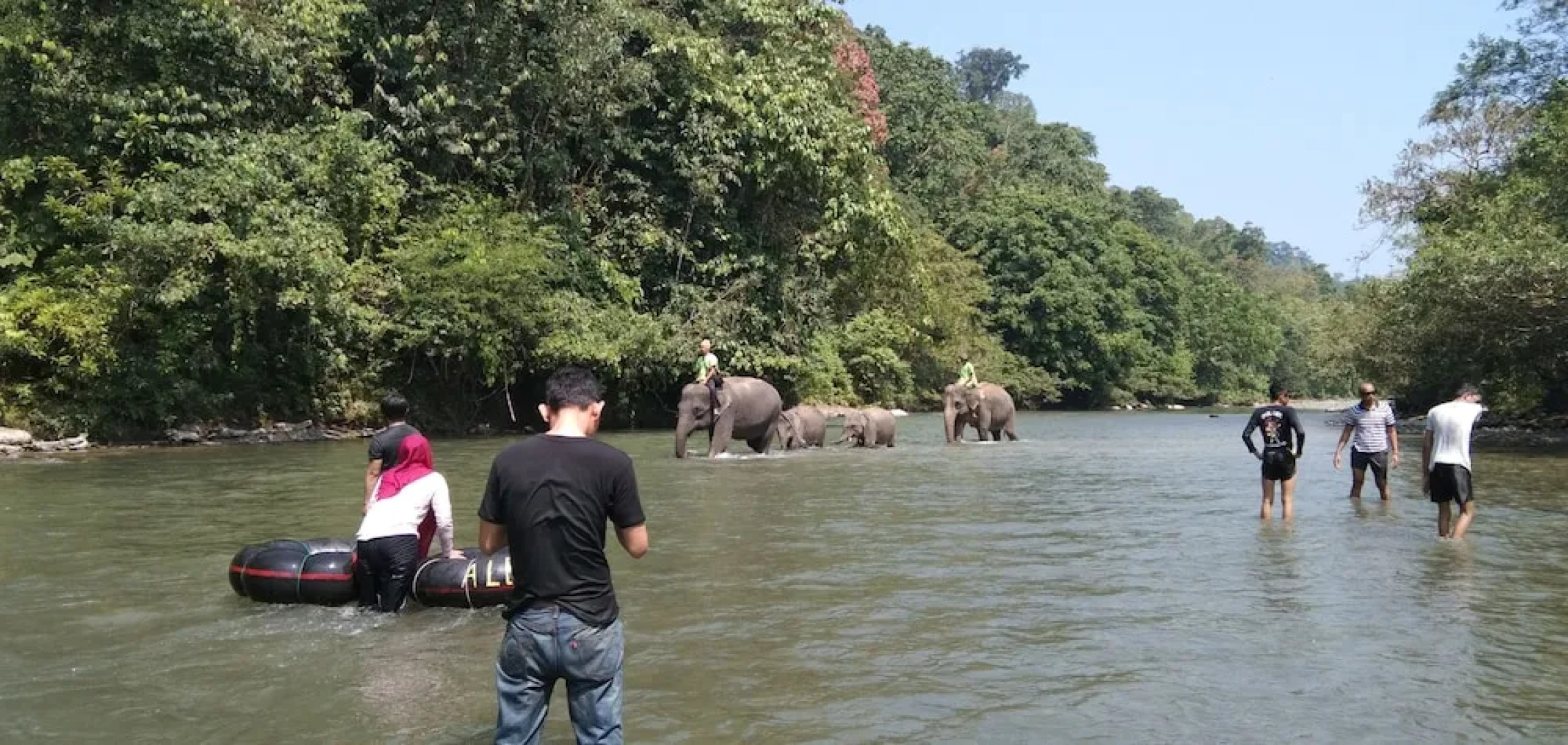 Green Forest Tangkahan