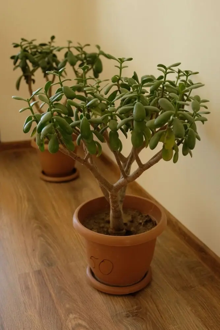 Seva Guesthouse in Byurakan