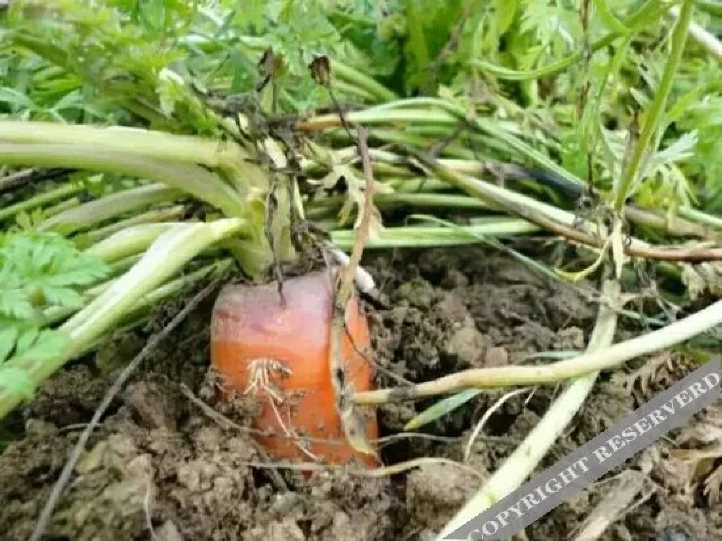 Sanqingshan Hongda Guest House