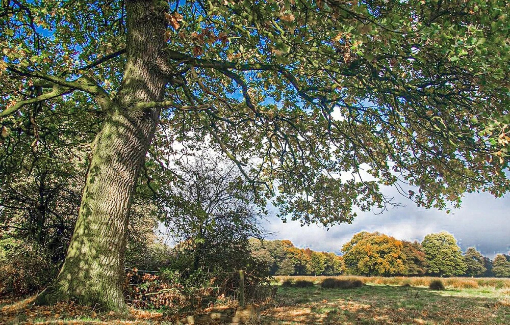 Nice Home in Vlagtwedde With Indoor Swimming Pool, Wifi and 3 Bedrooms