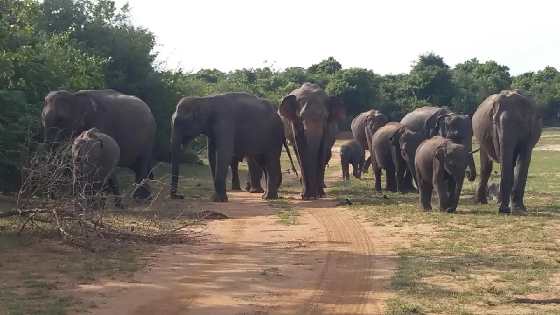 Walawa Blue Sapphire