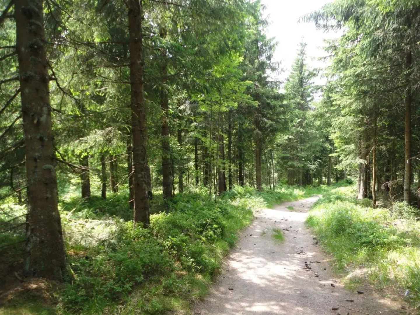 Hotel Diana Feldberg