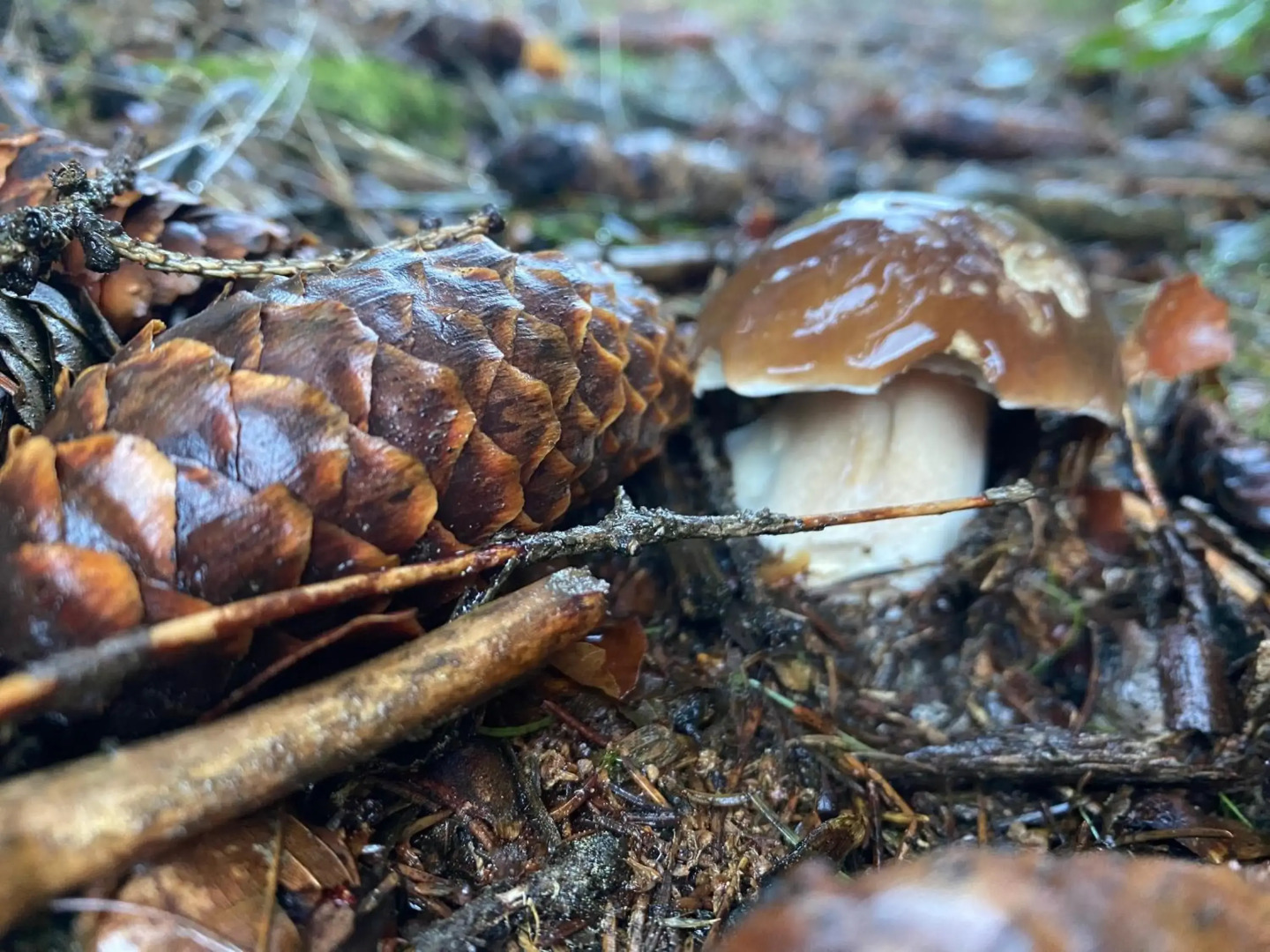 Slunný byt 2 a kk v Jizerkách