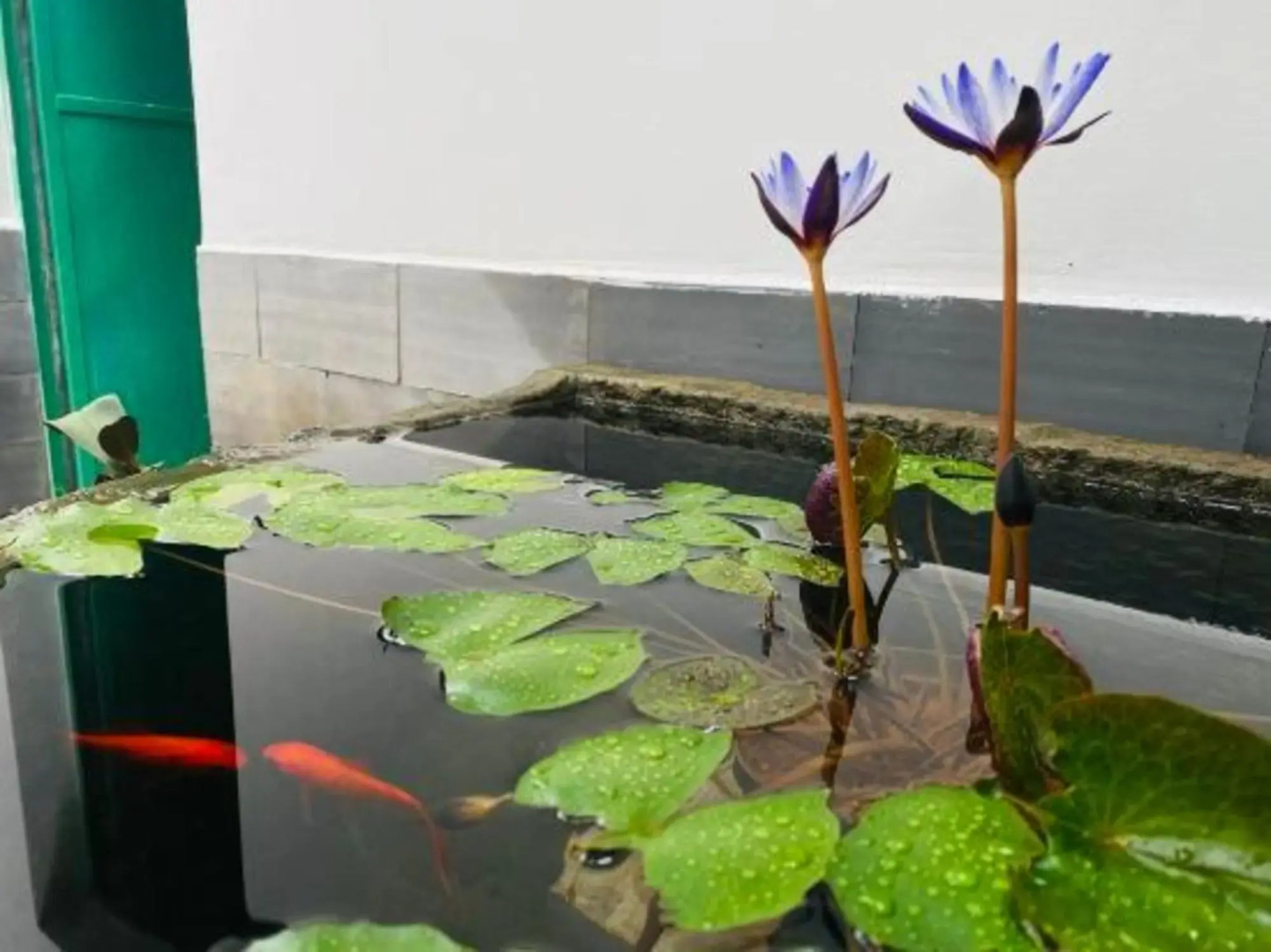 Nilv Flower Time International Youth Hostel