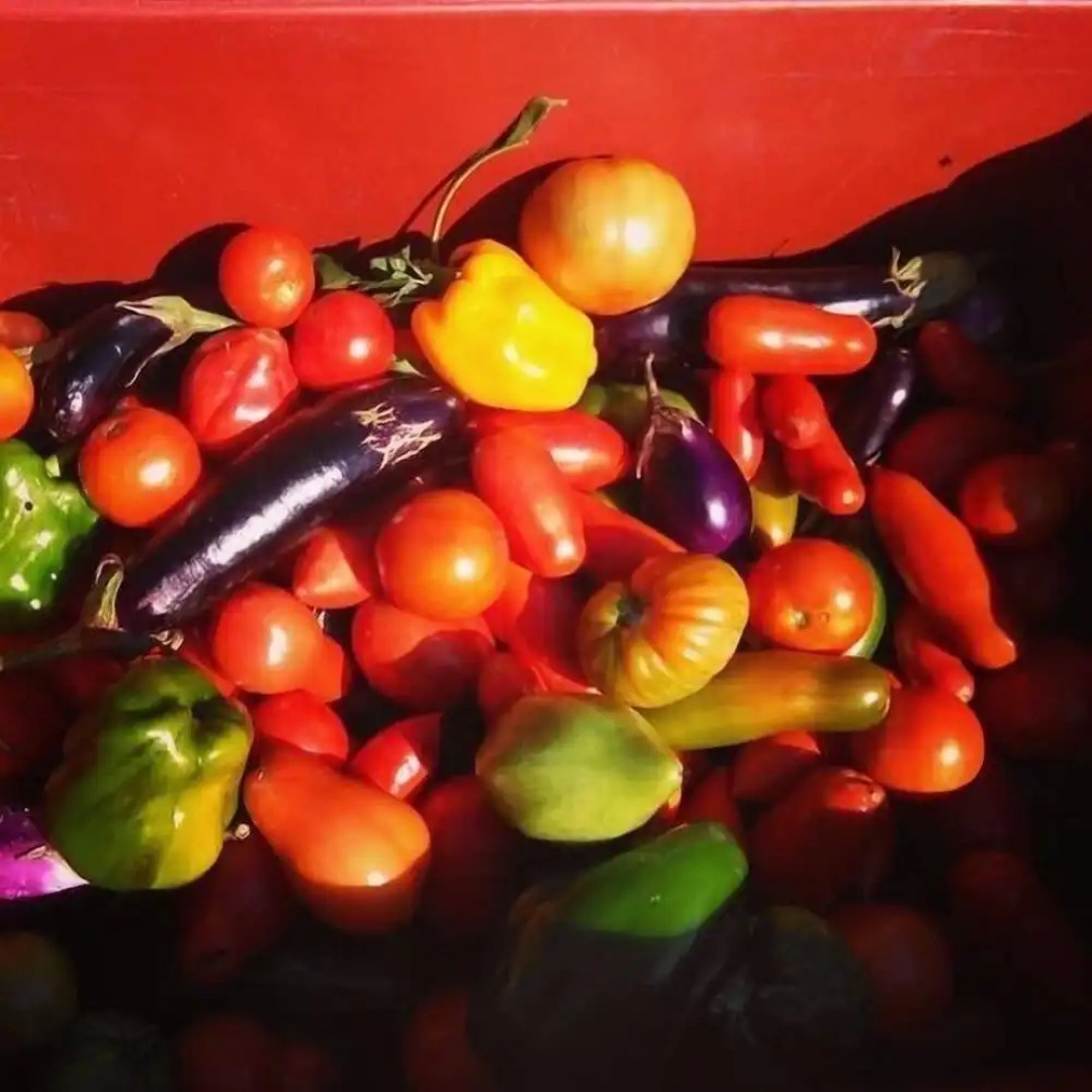 Agriturismo Terre Vineate