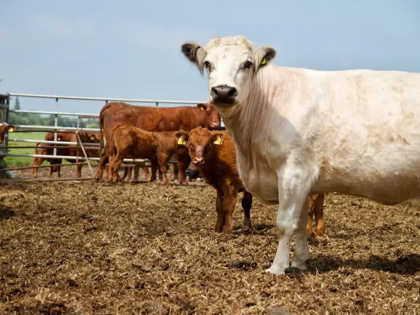 The Chestnuts Holiday Cottages