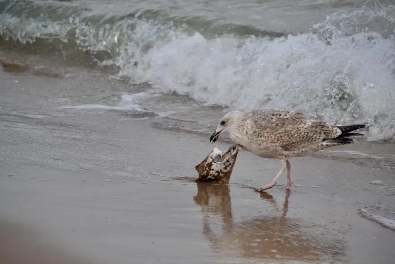 Ferienwohnung Meerforelle 207 in der Villa Seeblick