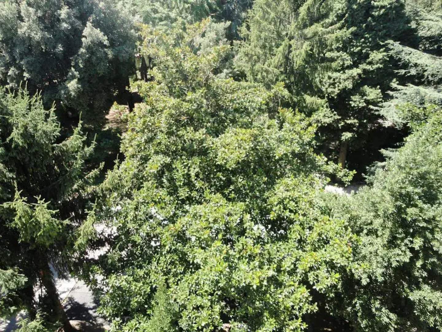 Villa Altieri