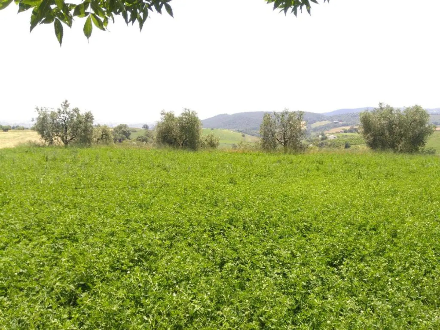 Agriturismo Uliveto Gretacci