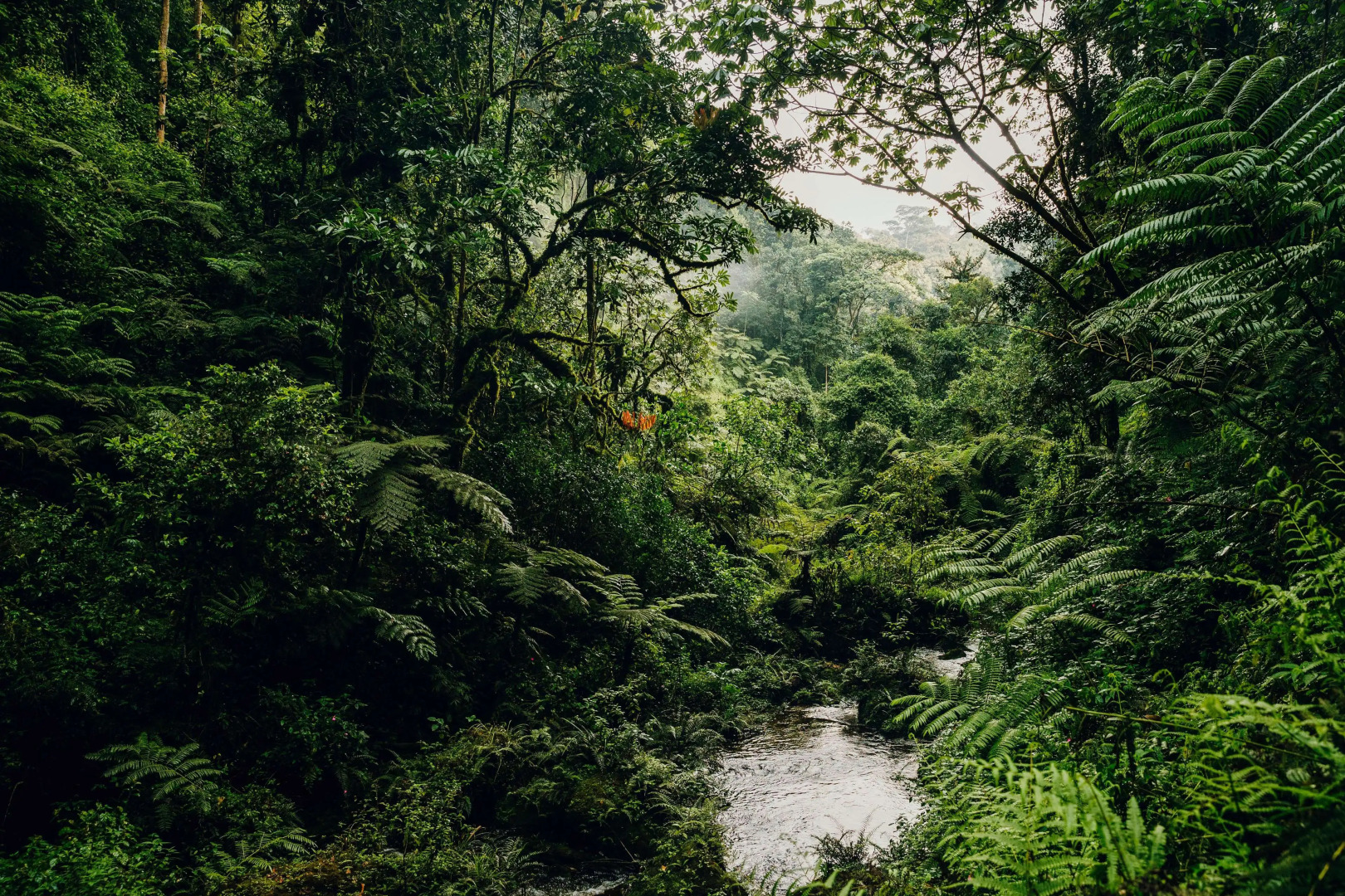 One&Only Nyungwe House