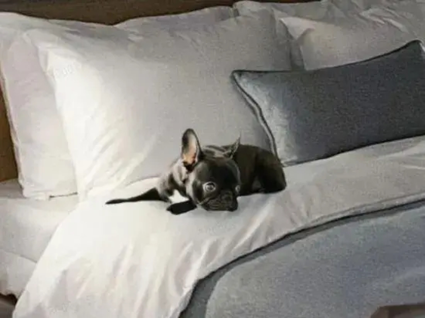 Sono Pet Clubs & Resorts VivaldiPark