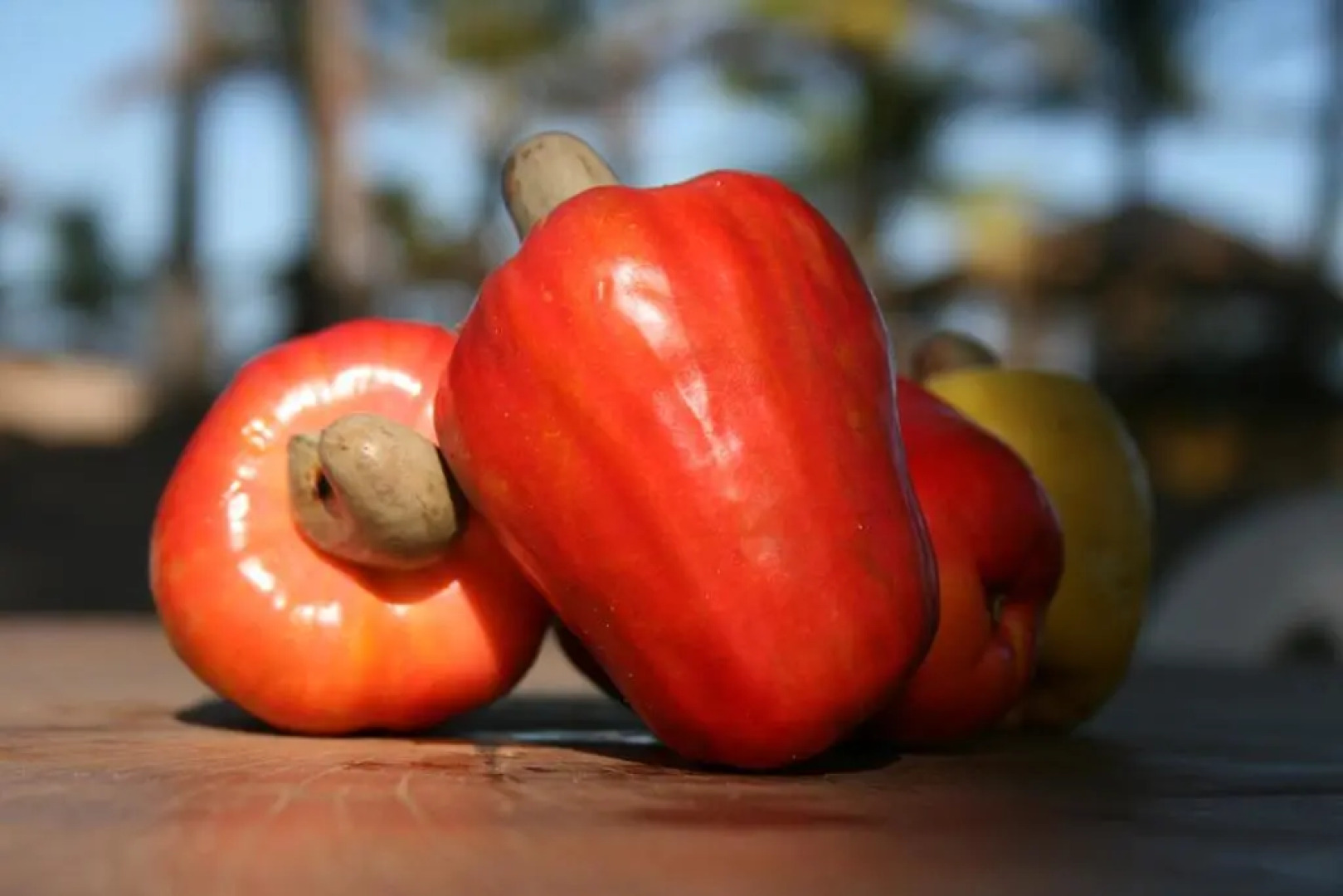 Dreamland Bungalows - Taipú de Fora - Barra Grande
