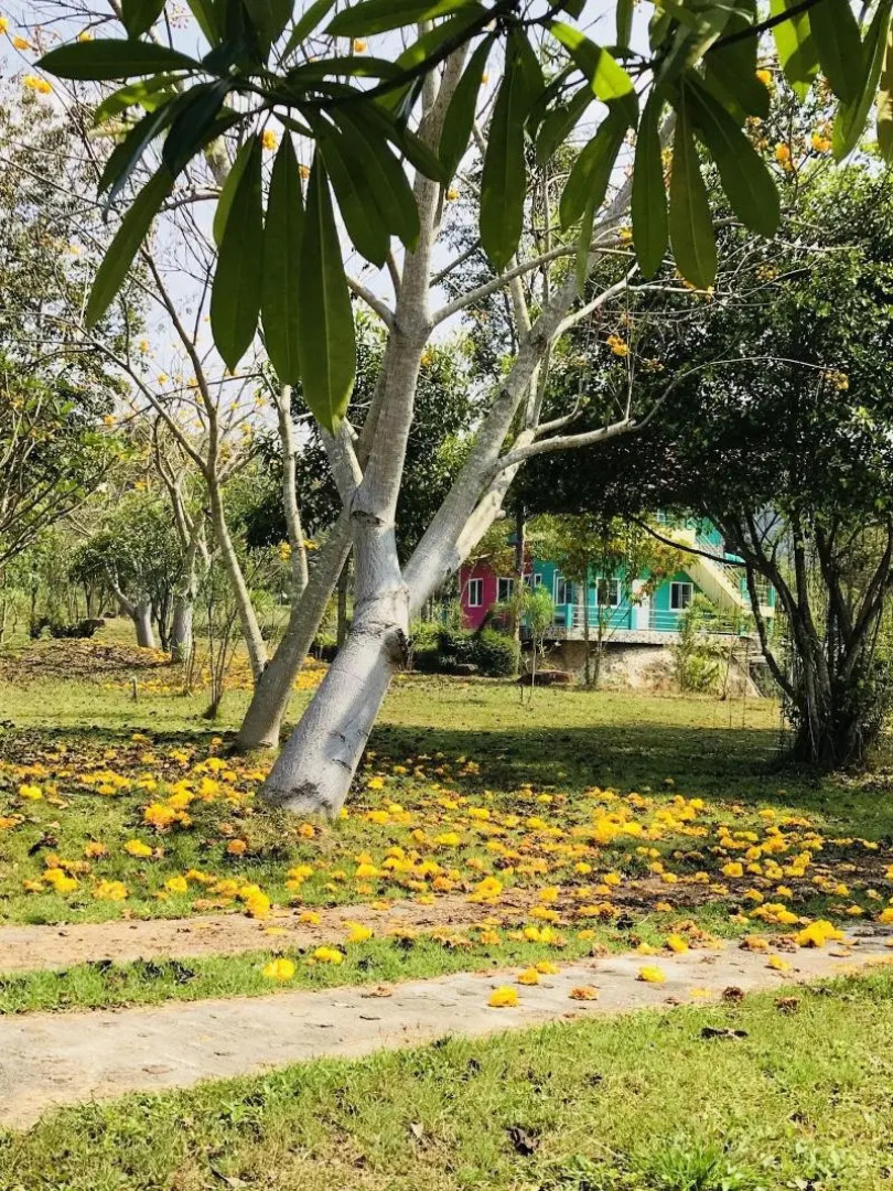 Suan Phueng Pa Wai Resort