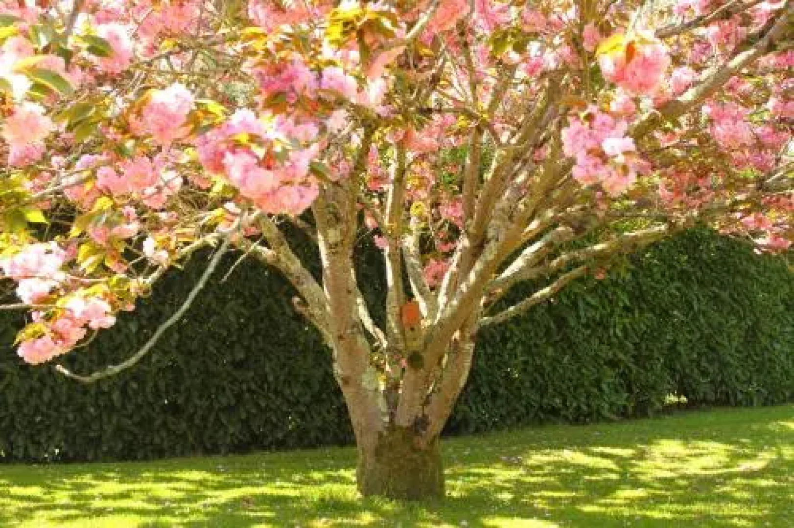 Le Mas des Cerisiers