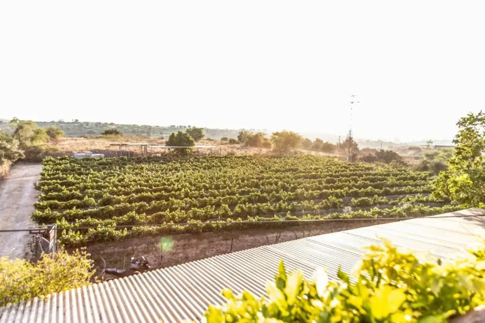 Mettler Winery
