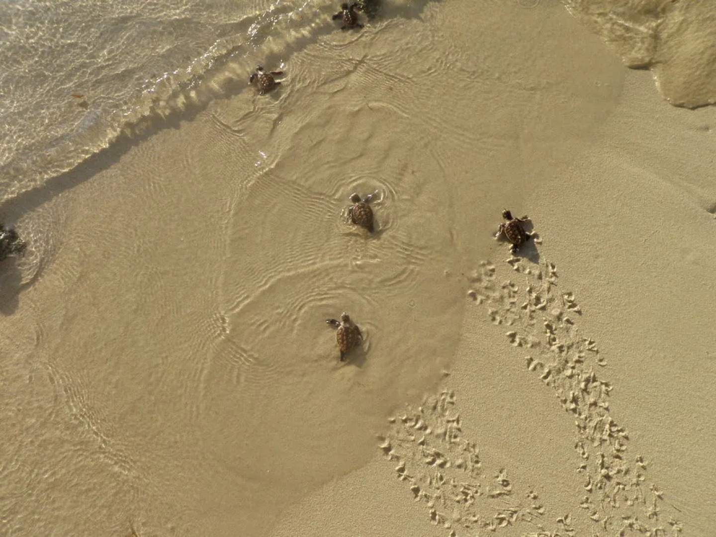 Malvanua Island Beach House