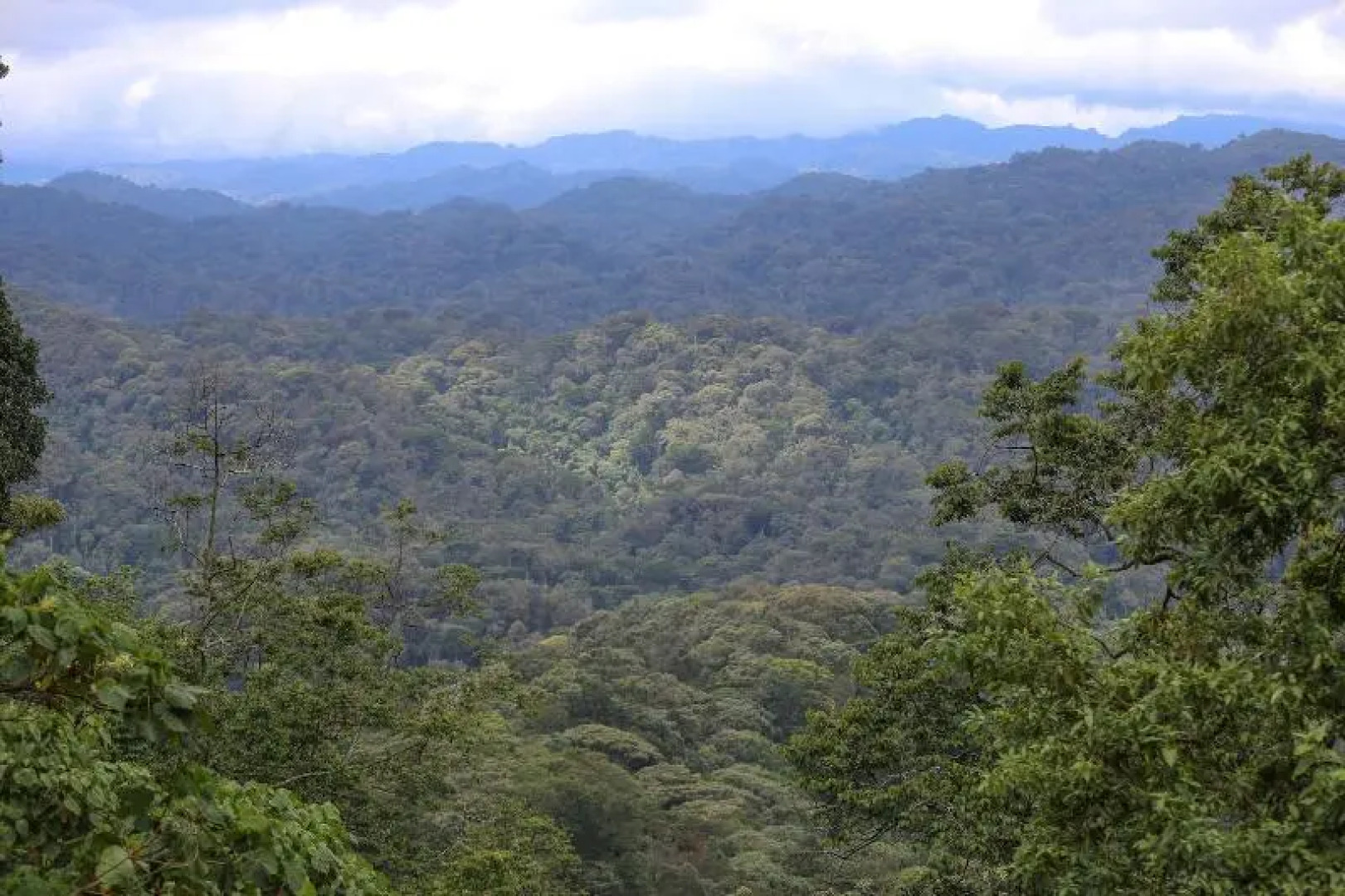 Gorilla Safari Lodge