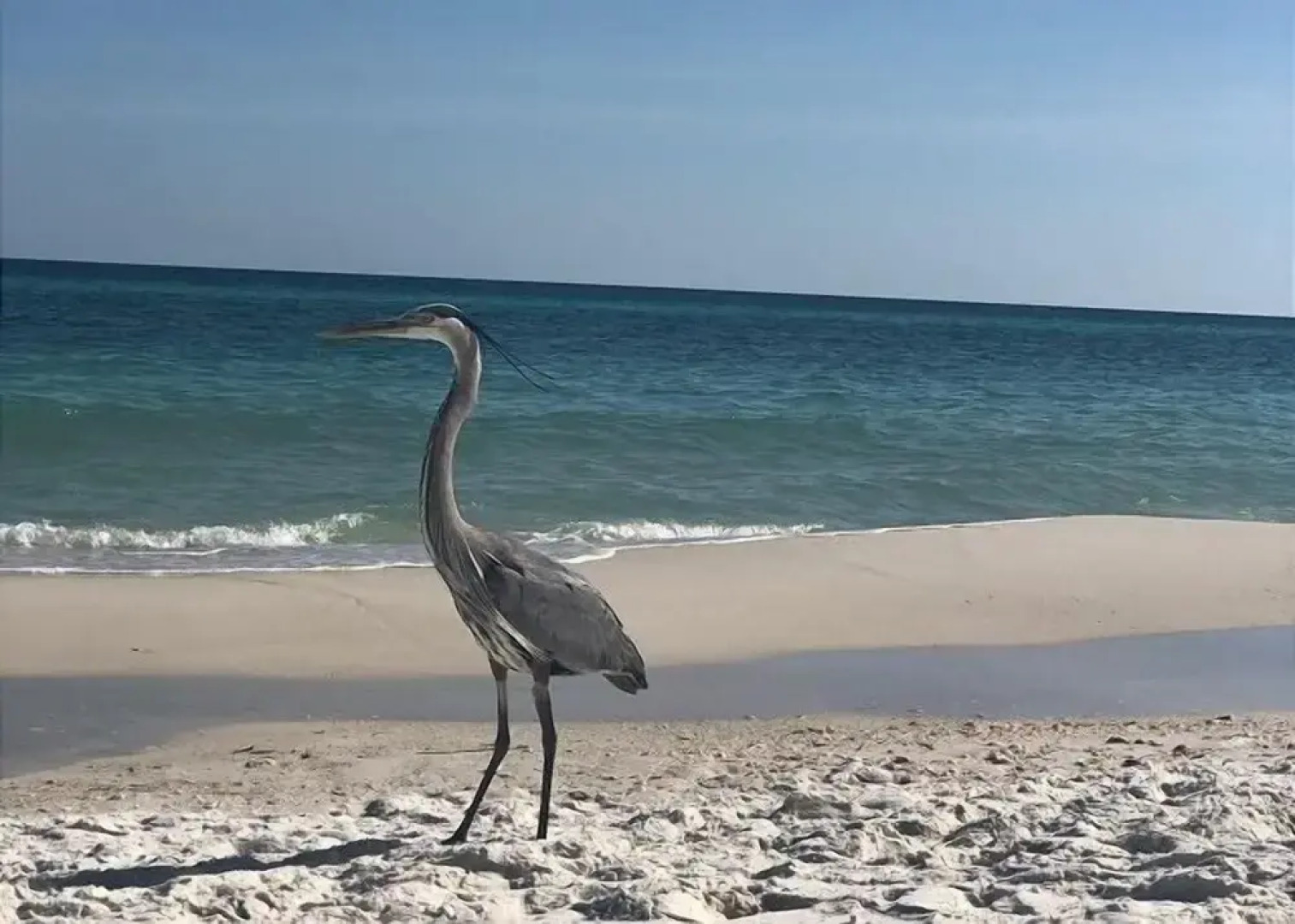 Backyard Breeze 3 Bedroom Home by RedAwning