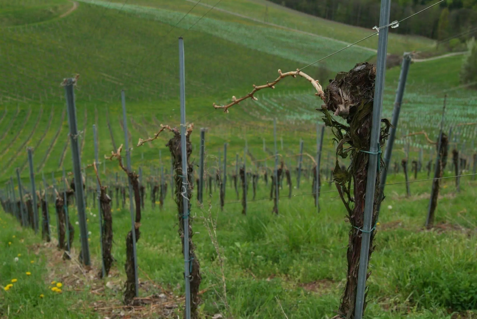 Weingut Primus - Südsteiermark