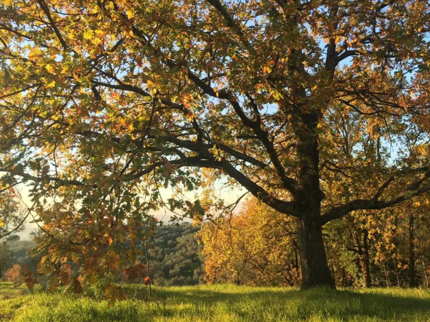 Agriturismo Podere Rondinaio