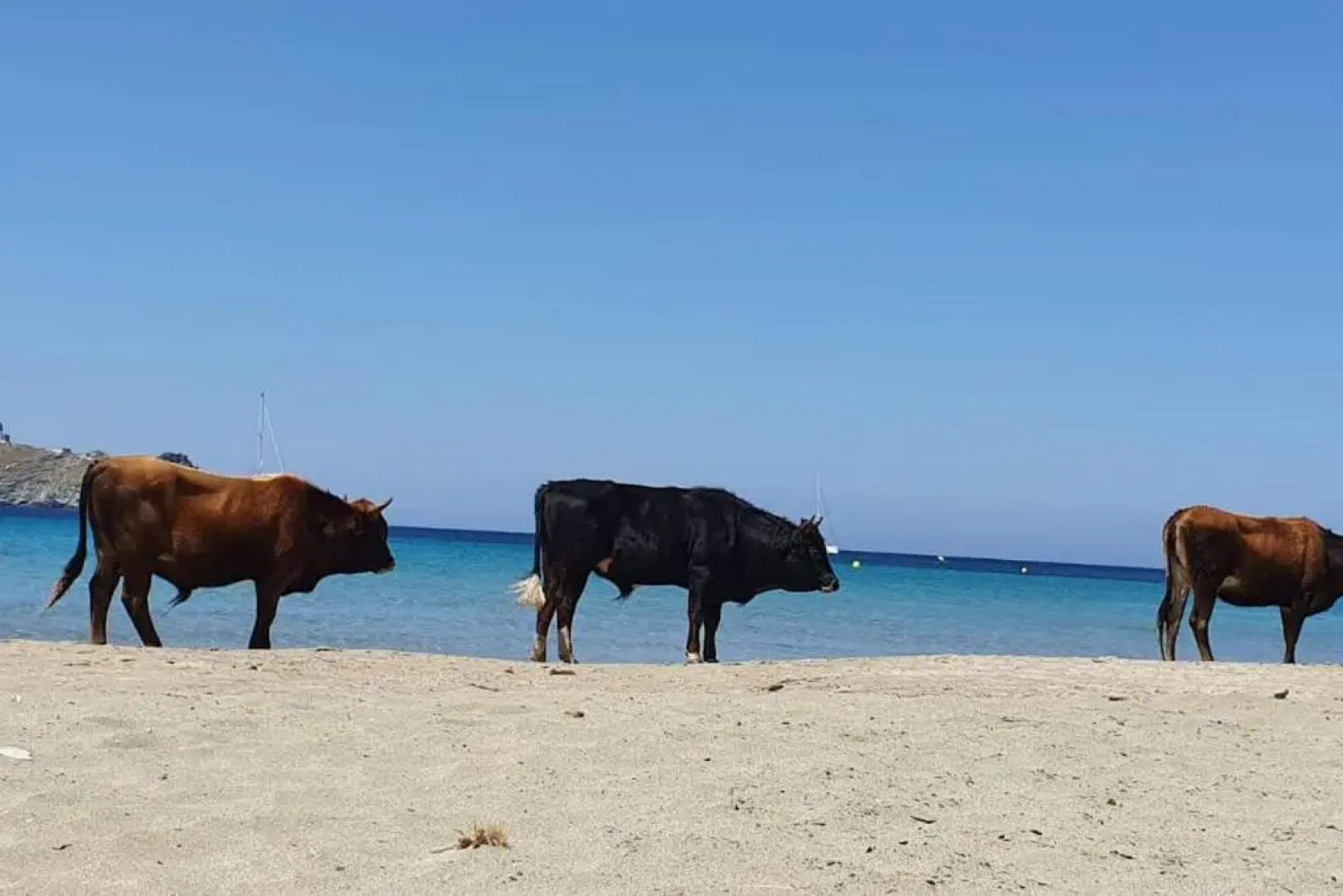 Rogliano Maison de charme avec vue panoramique