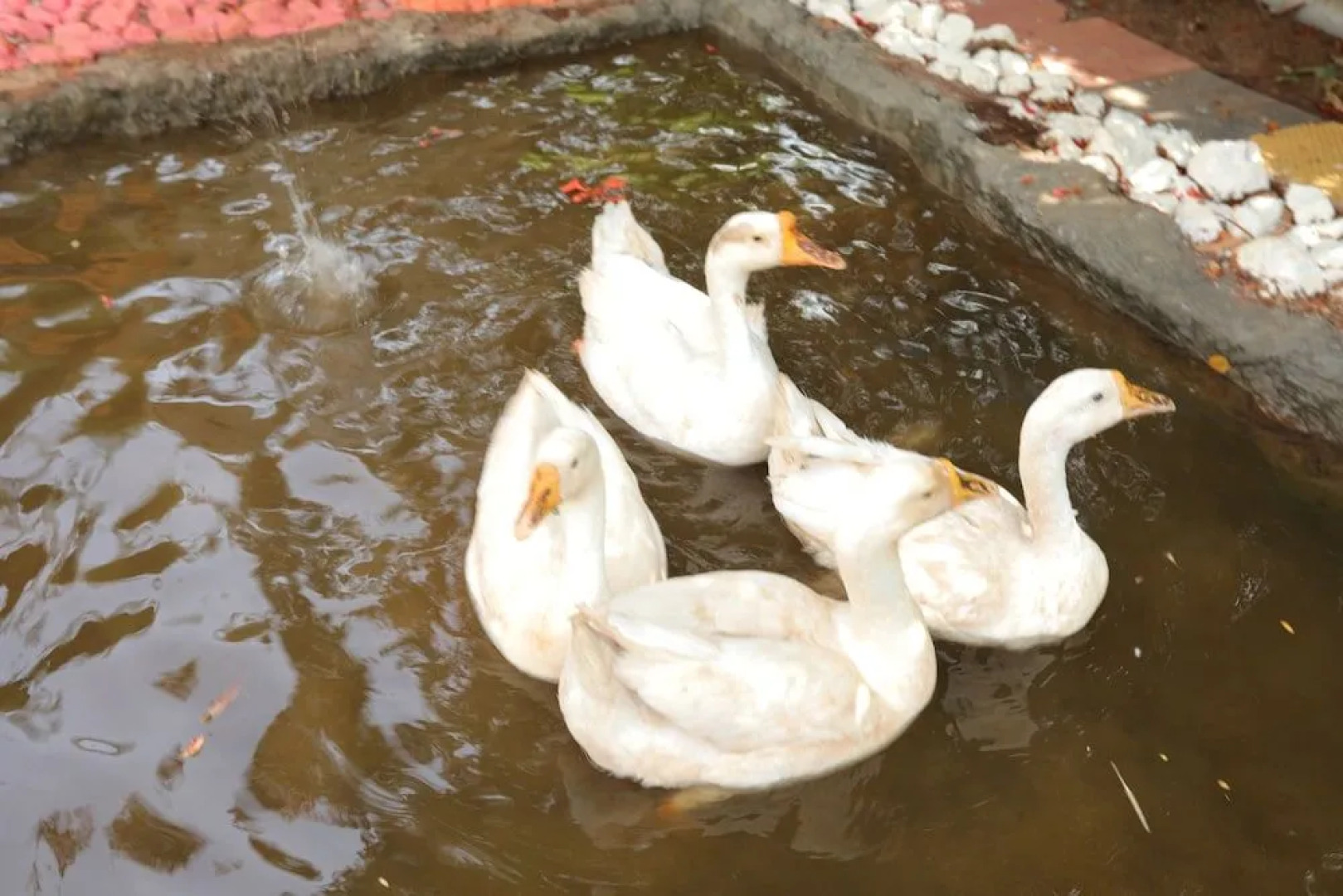 Heritage View Resort Rajgad