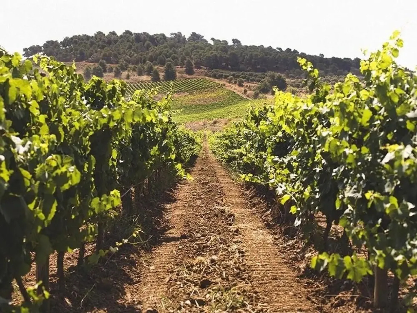 Baglio Caruana Cantina & Relais