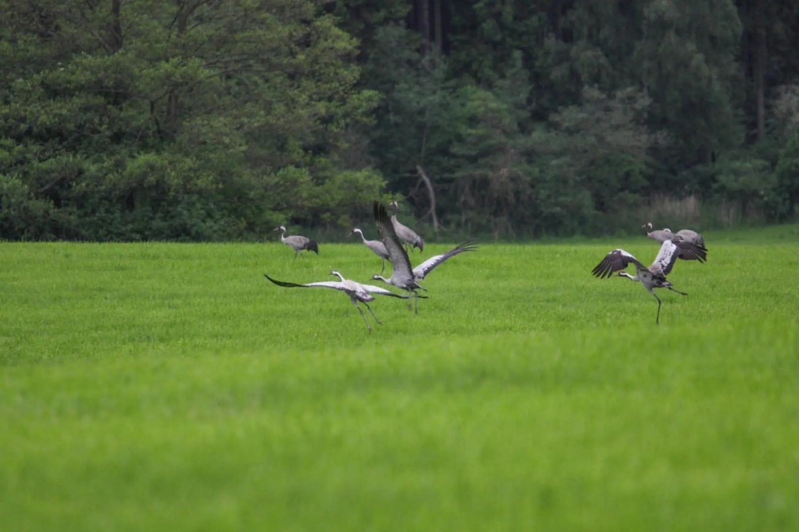 Semi-detached house Seestern, Lohmen