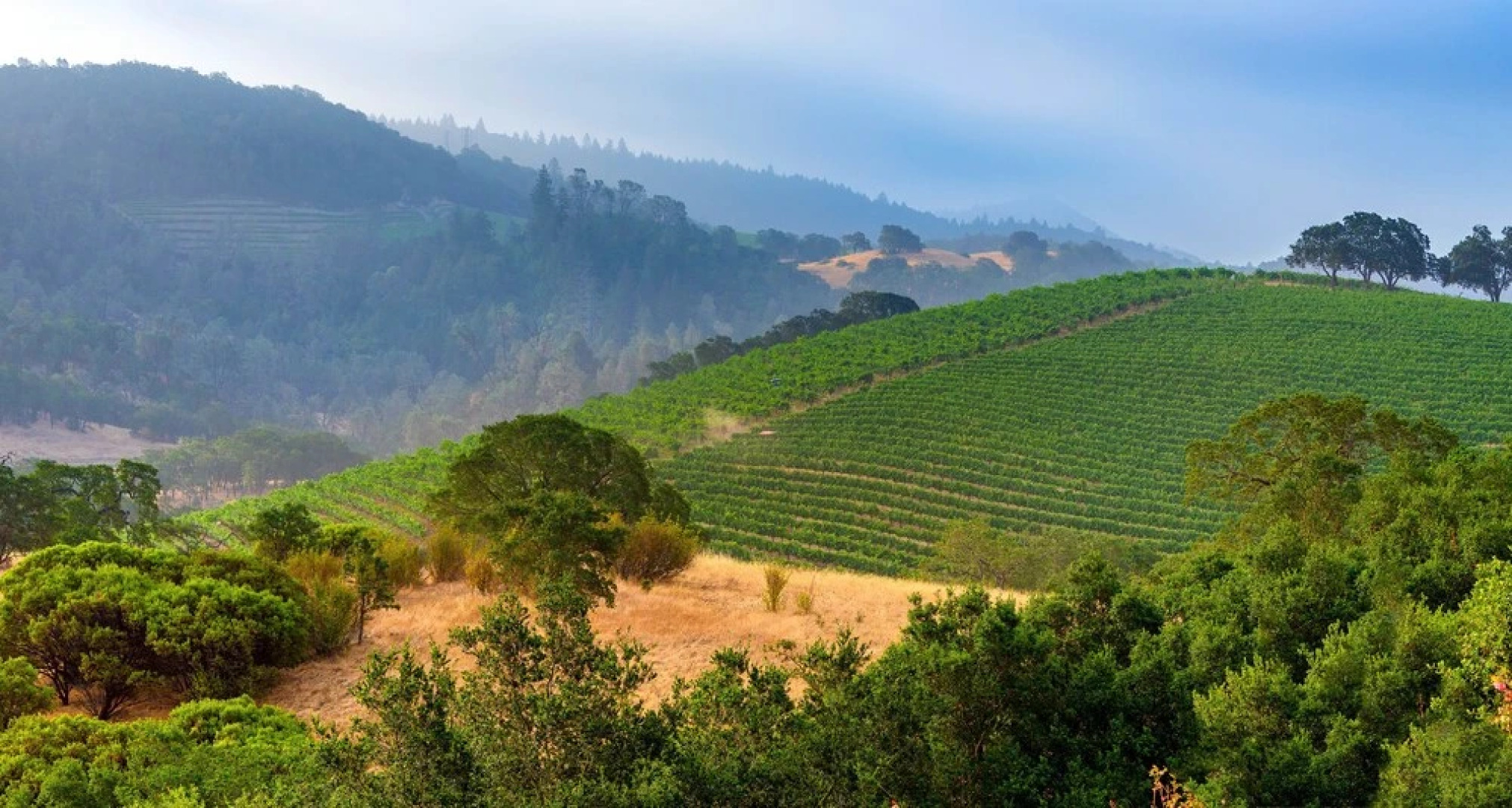 Wine Country Gem 2 Bedrooms 1 Bathroom Home