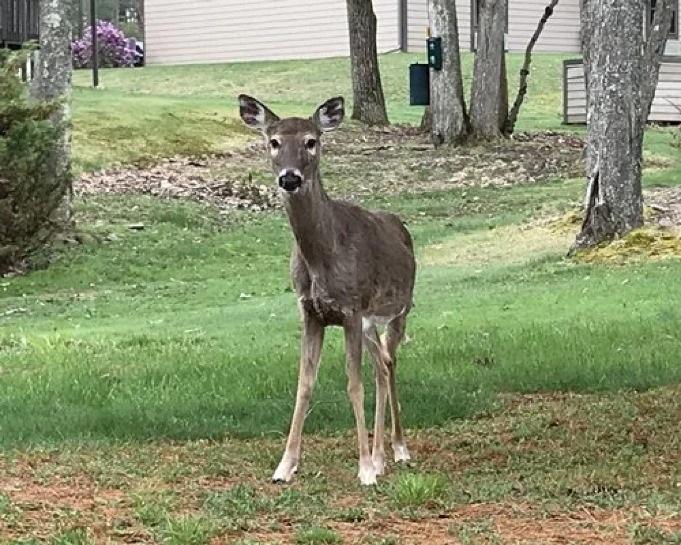 Westwood Villas, Lake Harmony, USA