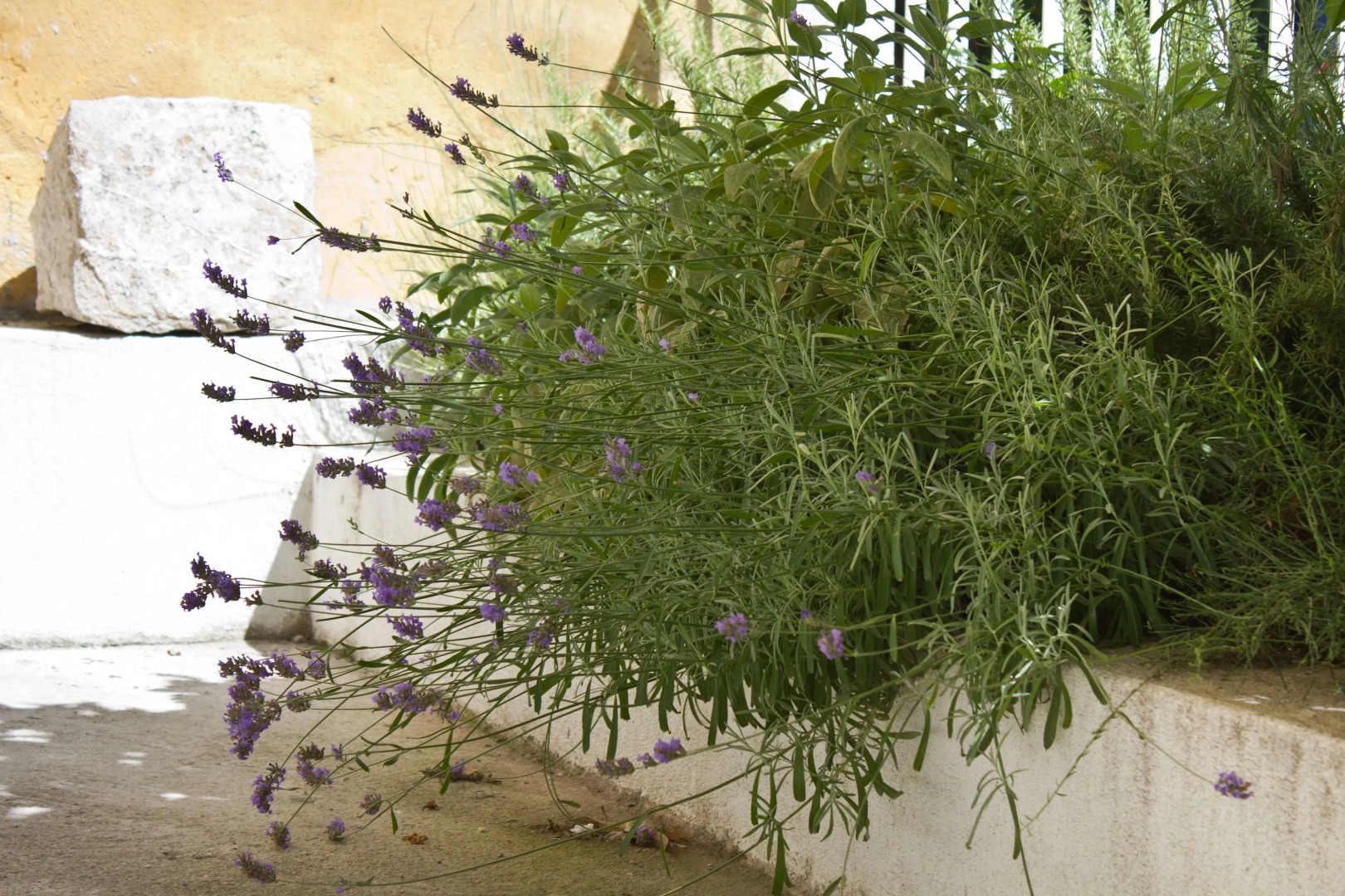 Eco B&B Old Town Beach