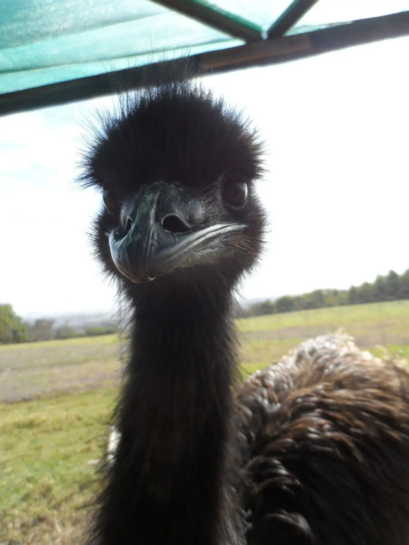 Tennessee Hill Chalets