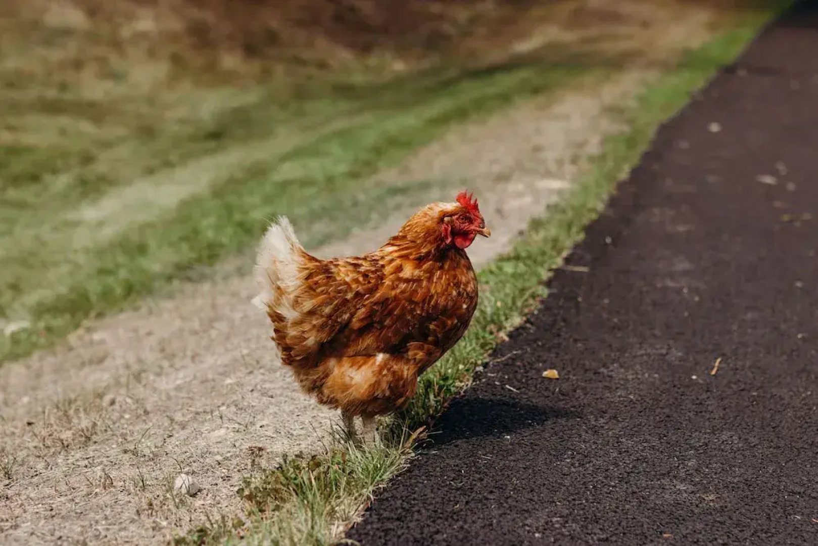 Iron Creek Bay Estate