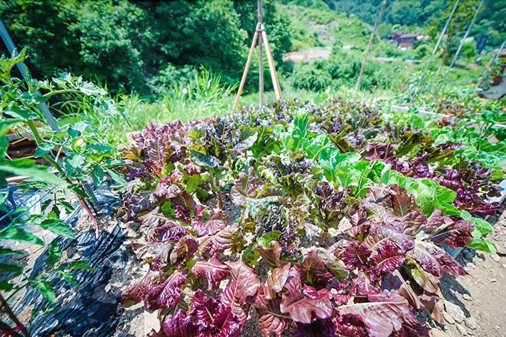 Yangpyeong Gio Pension