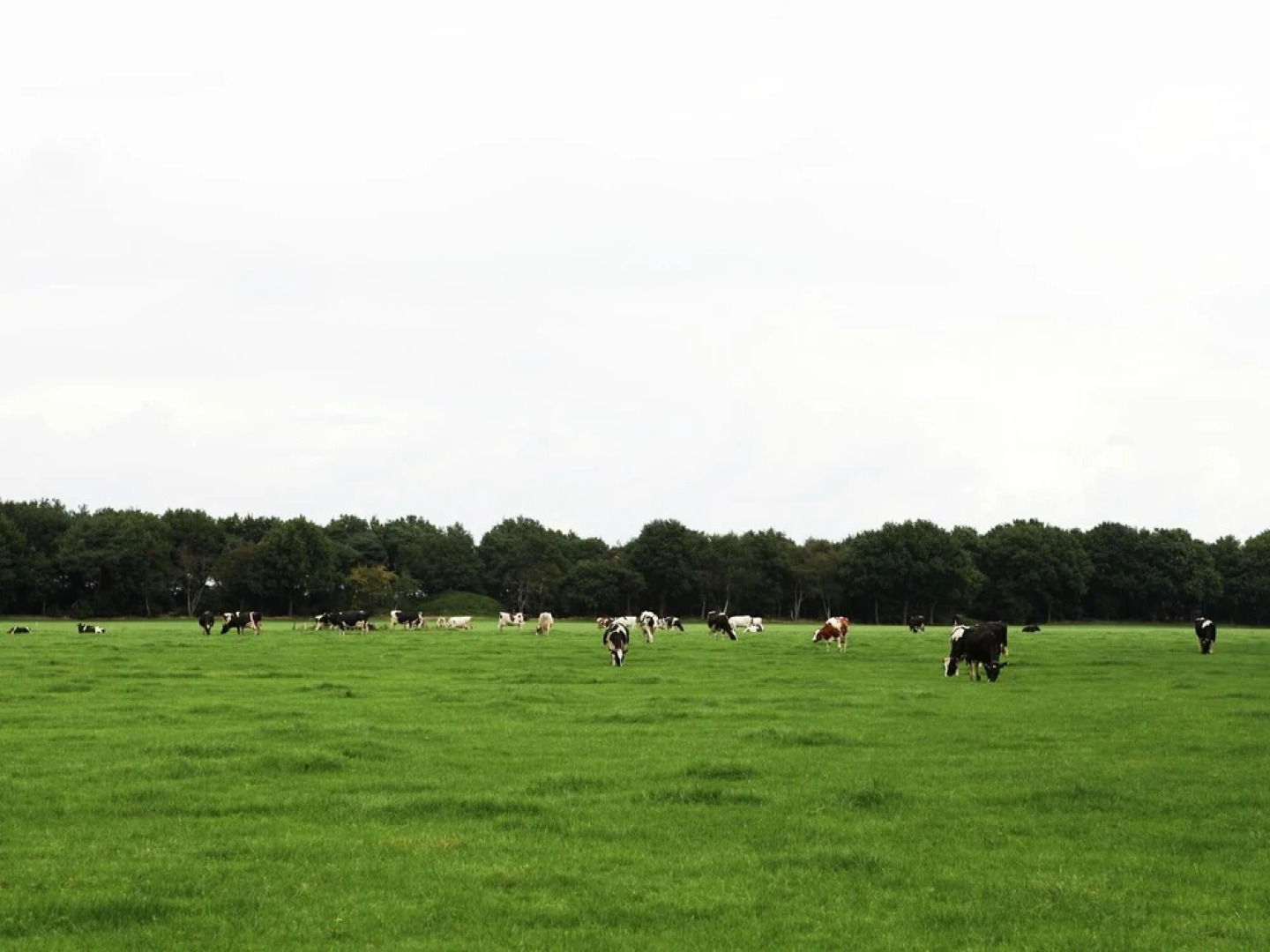Cozy Holiday Home in Zuidwolde near Forest
