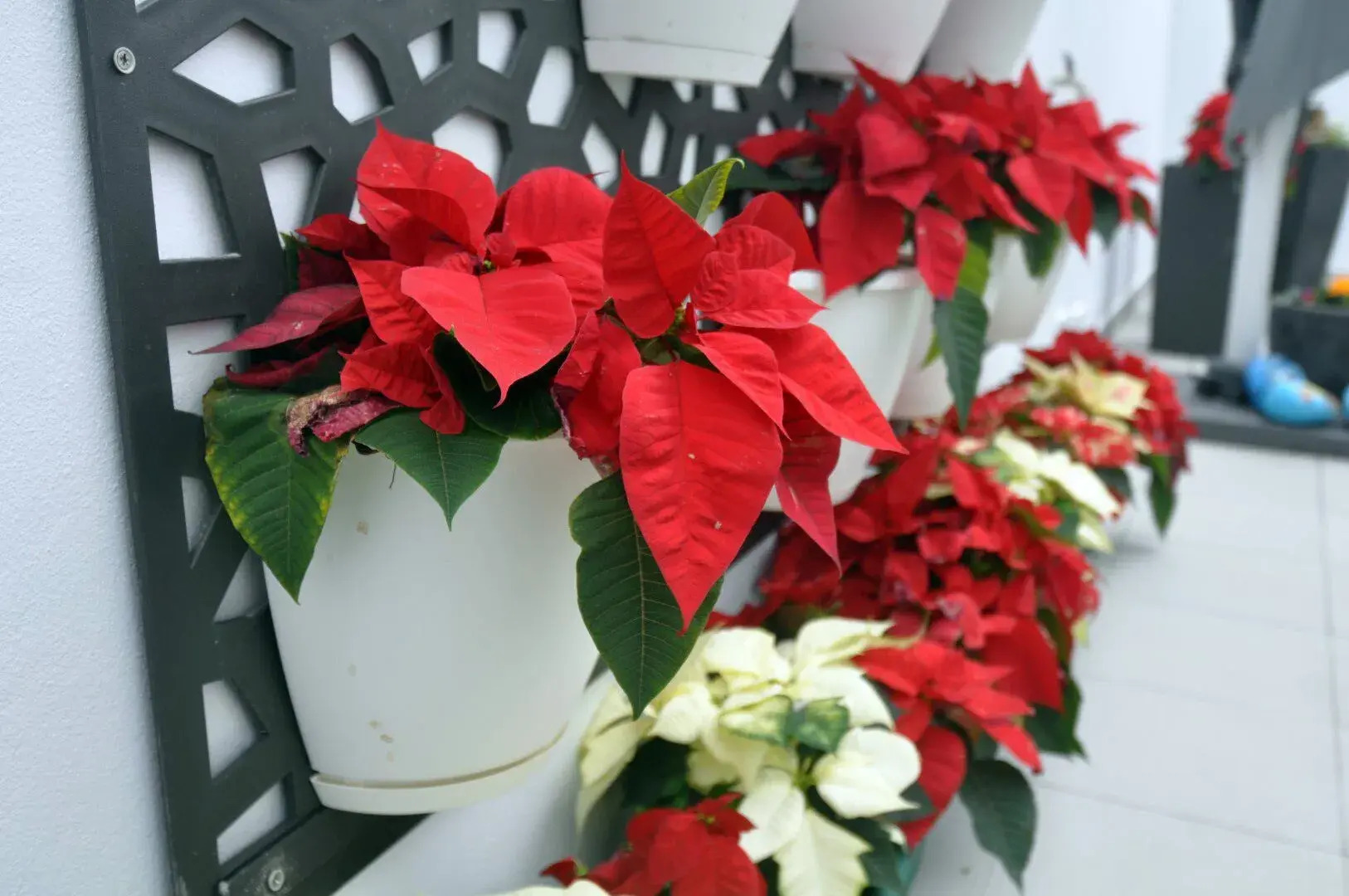 Porto Velho Boutique Lodge