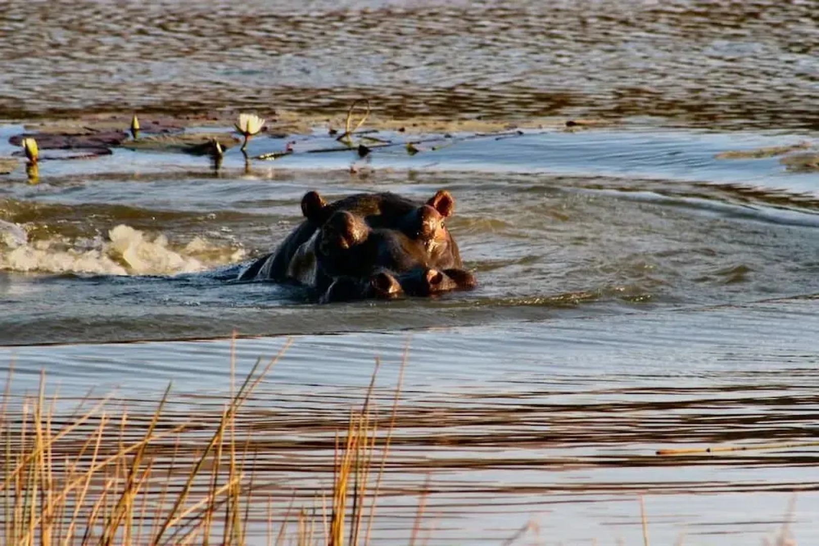 Twin Thorns Guesthouse