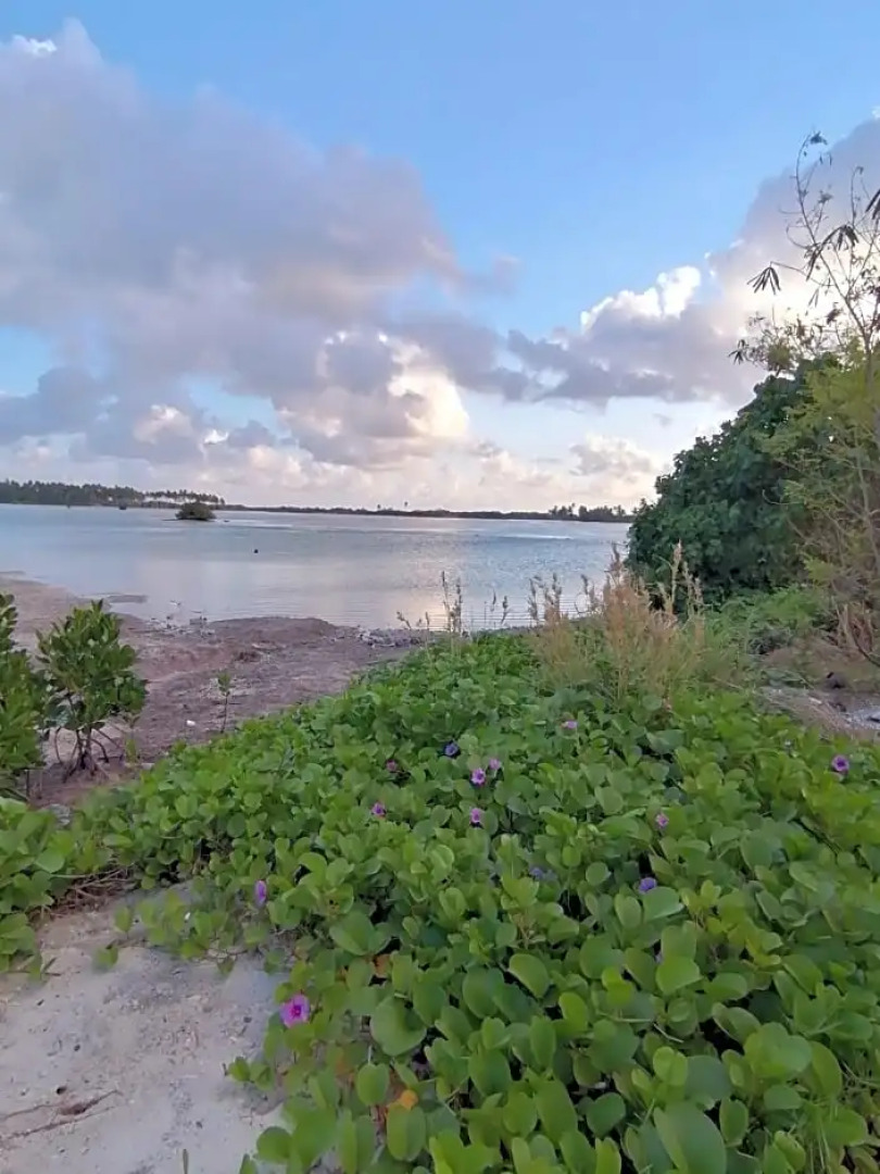 The Rose Garden House