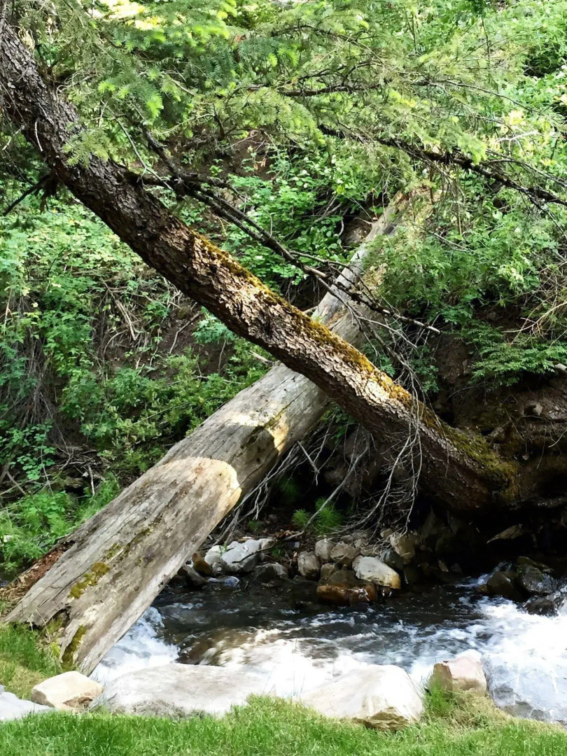 Treehouse by the Stream