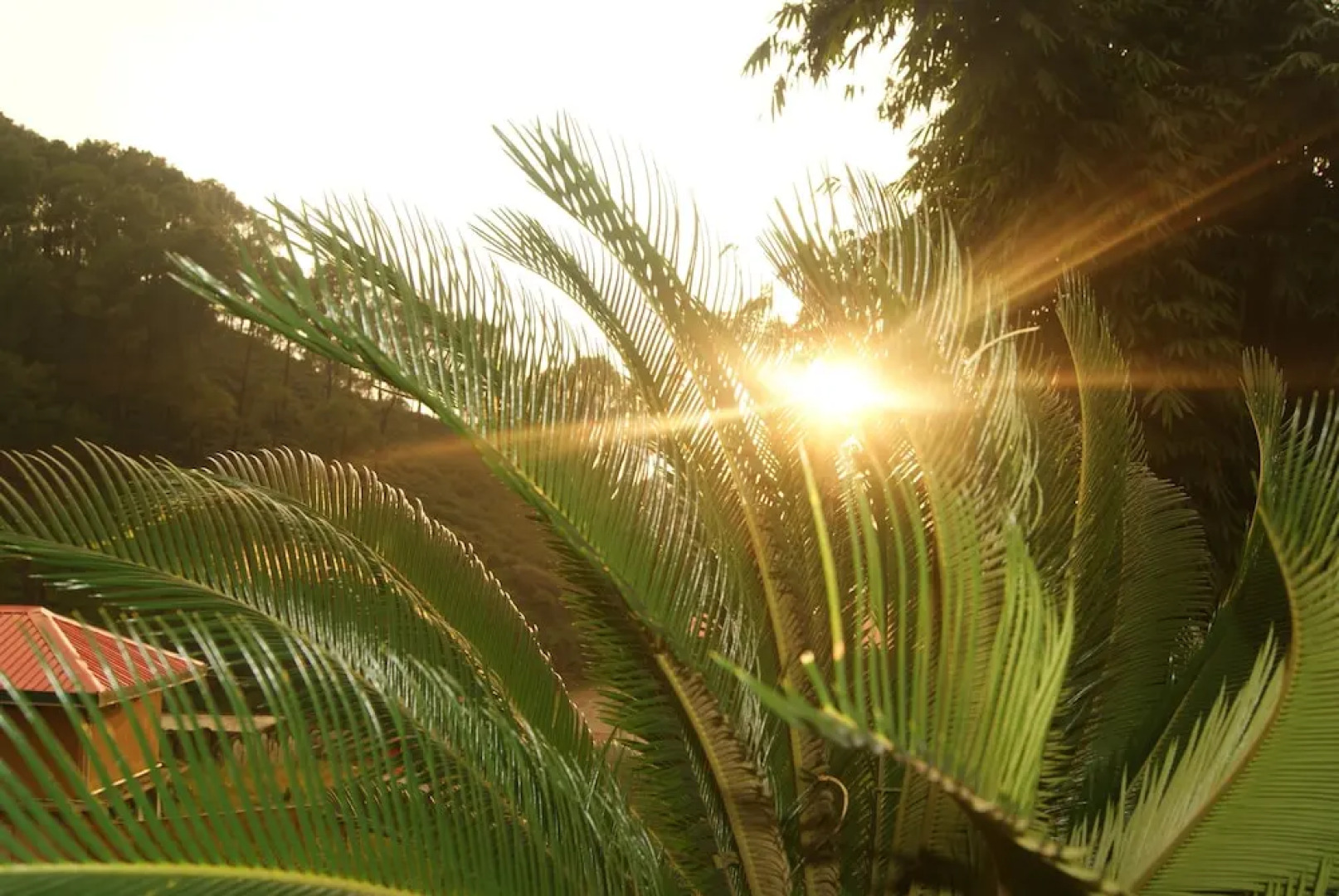 OYO 8367 Hotel The Woodz