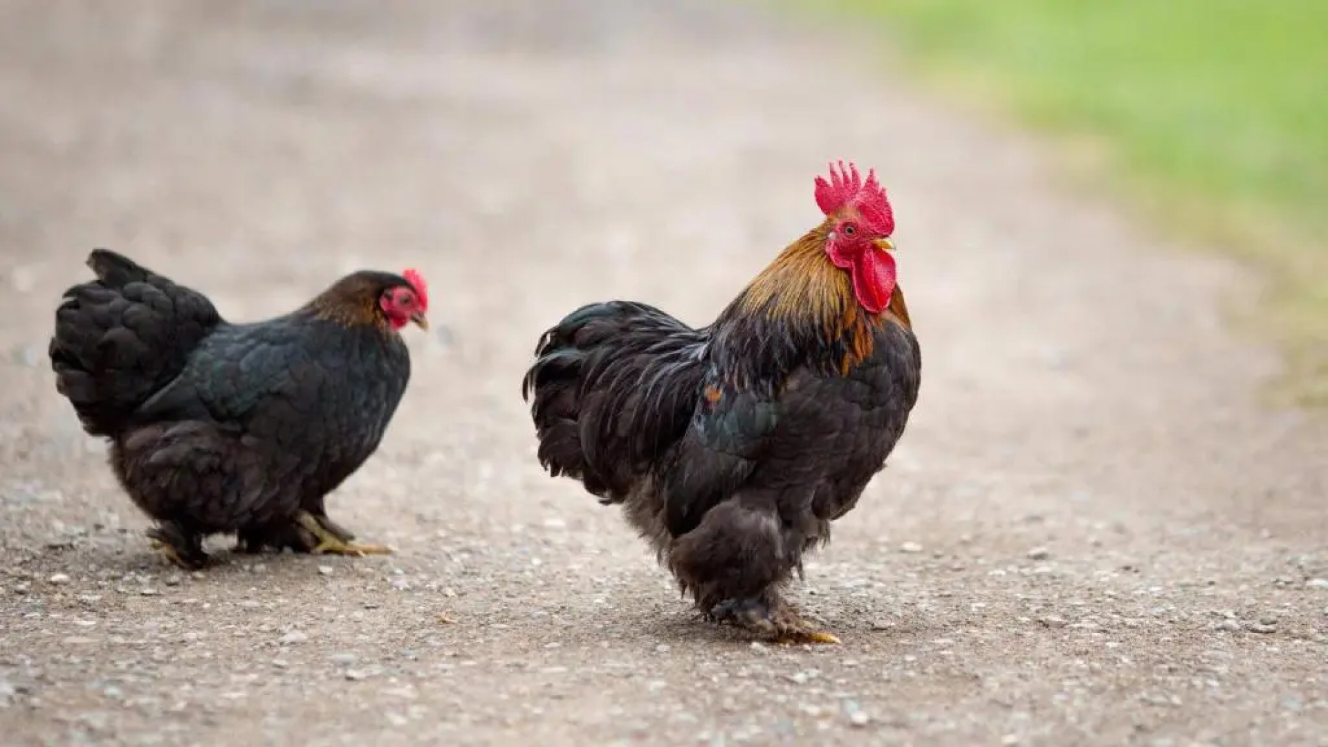 The Dinney Bed and Breakfast