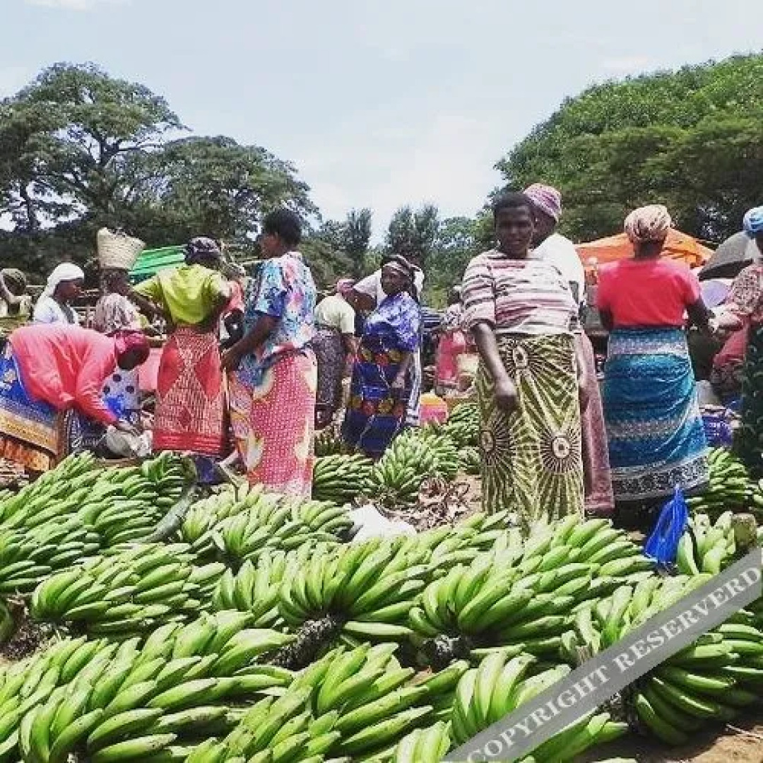 Kilimanjaro Safaris Lodge
