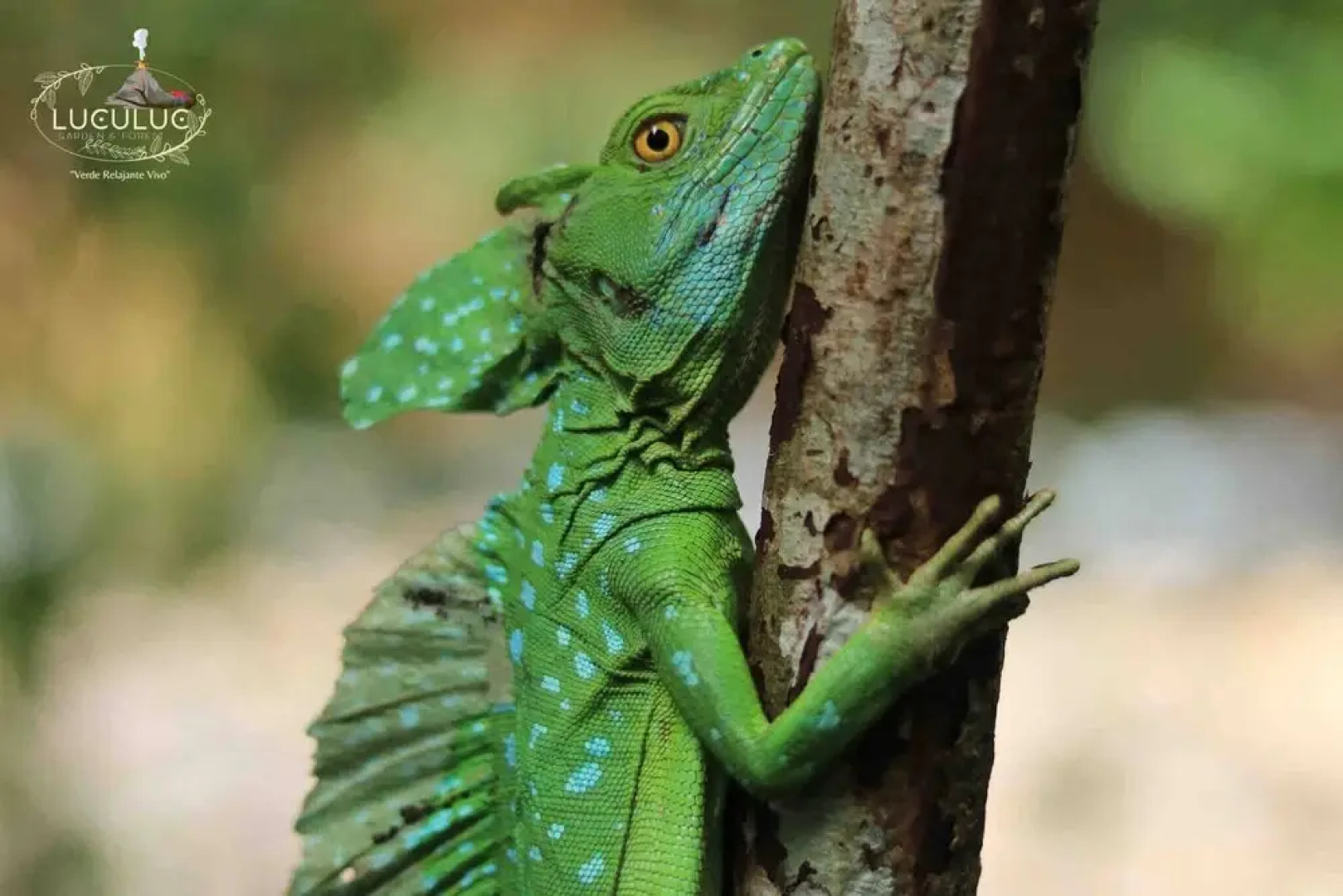 Cabaña Luculuc Garden & Forest