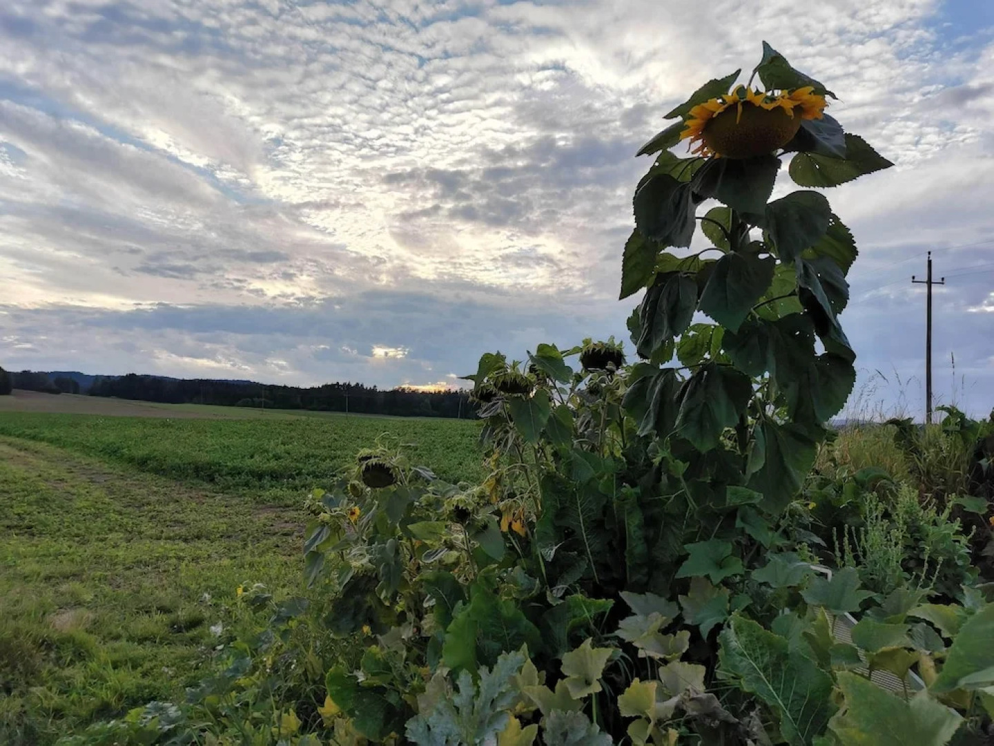Bio-Bauernhof Hipp-Bruckner