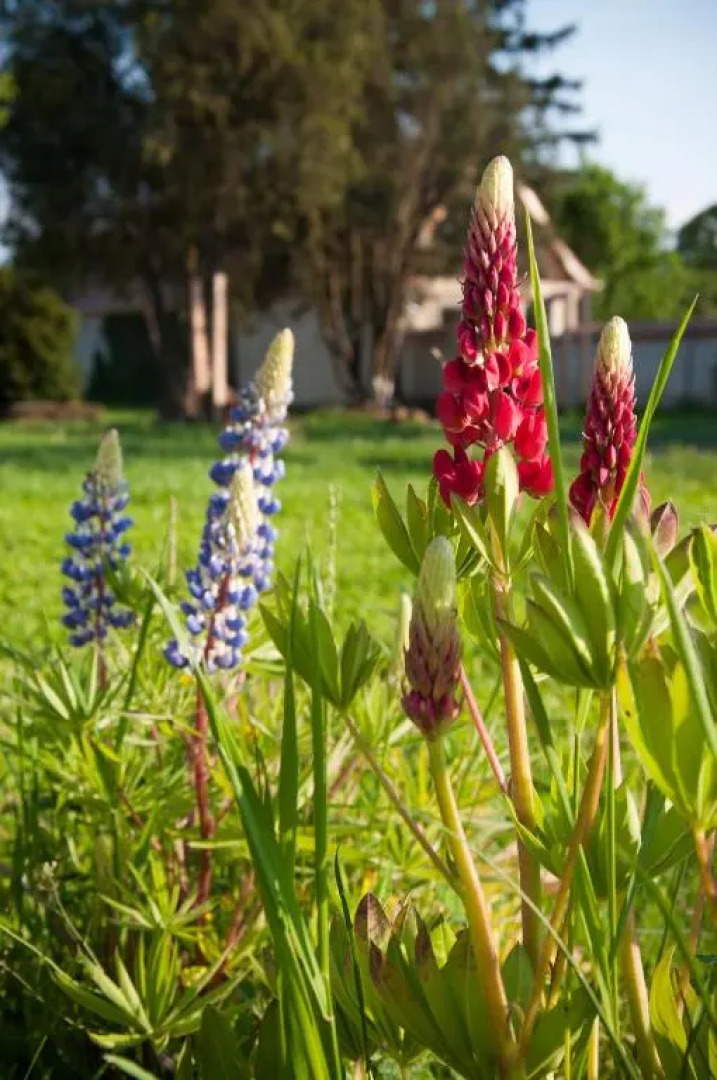 Transylvania Guesthouses