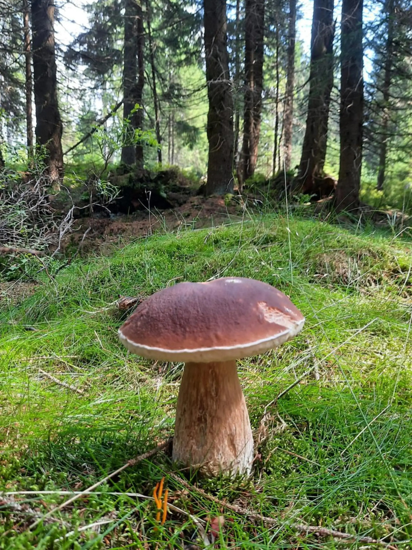 Velký apartmán Cihlarka pro až 17 osob