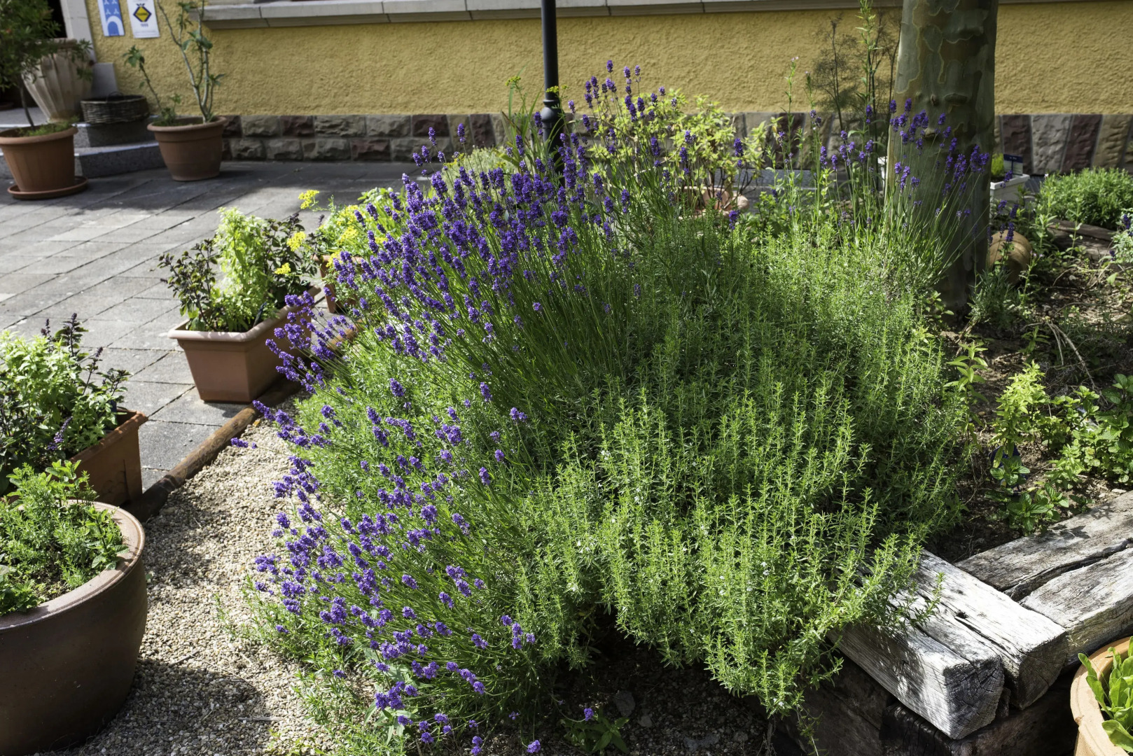 Hotel-Restaurant Le Cigalon