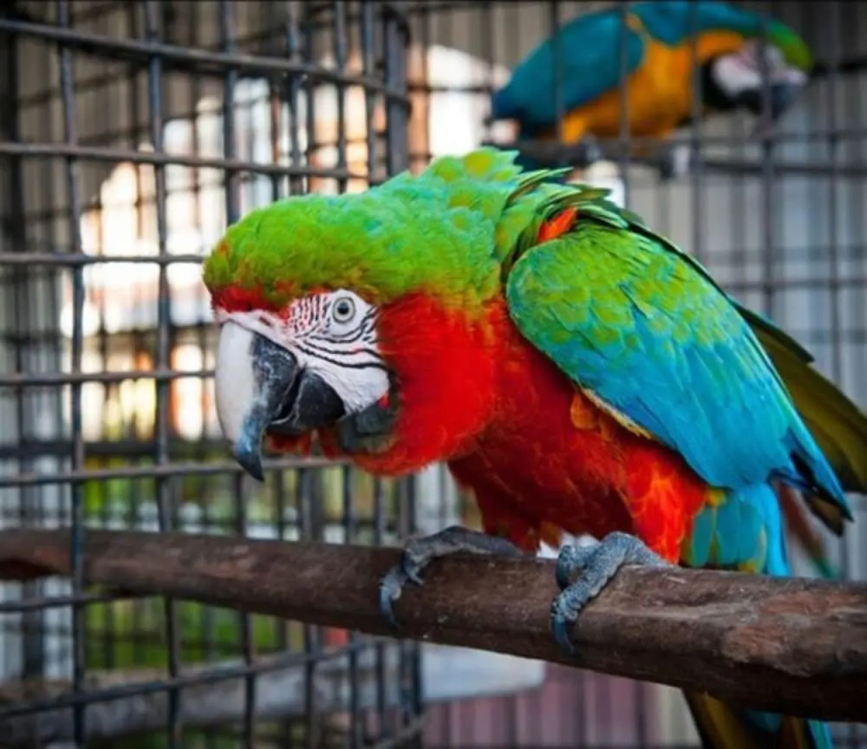 Hotel Pez Vela Manzanillo