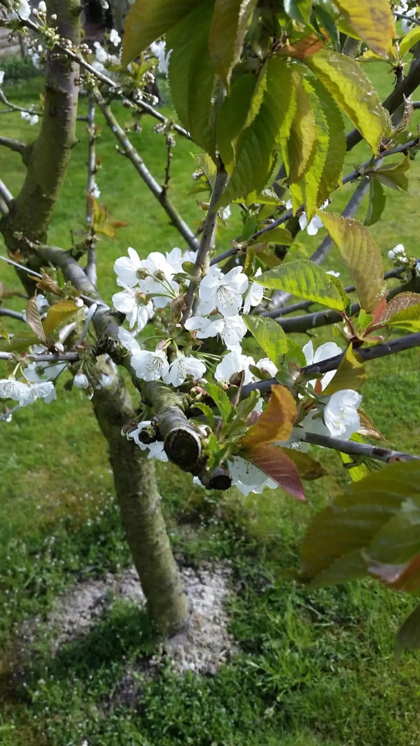 Hotel Deutsches Haus Francop
