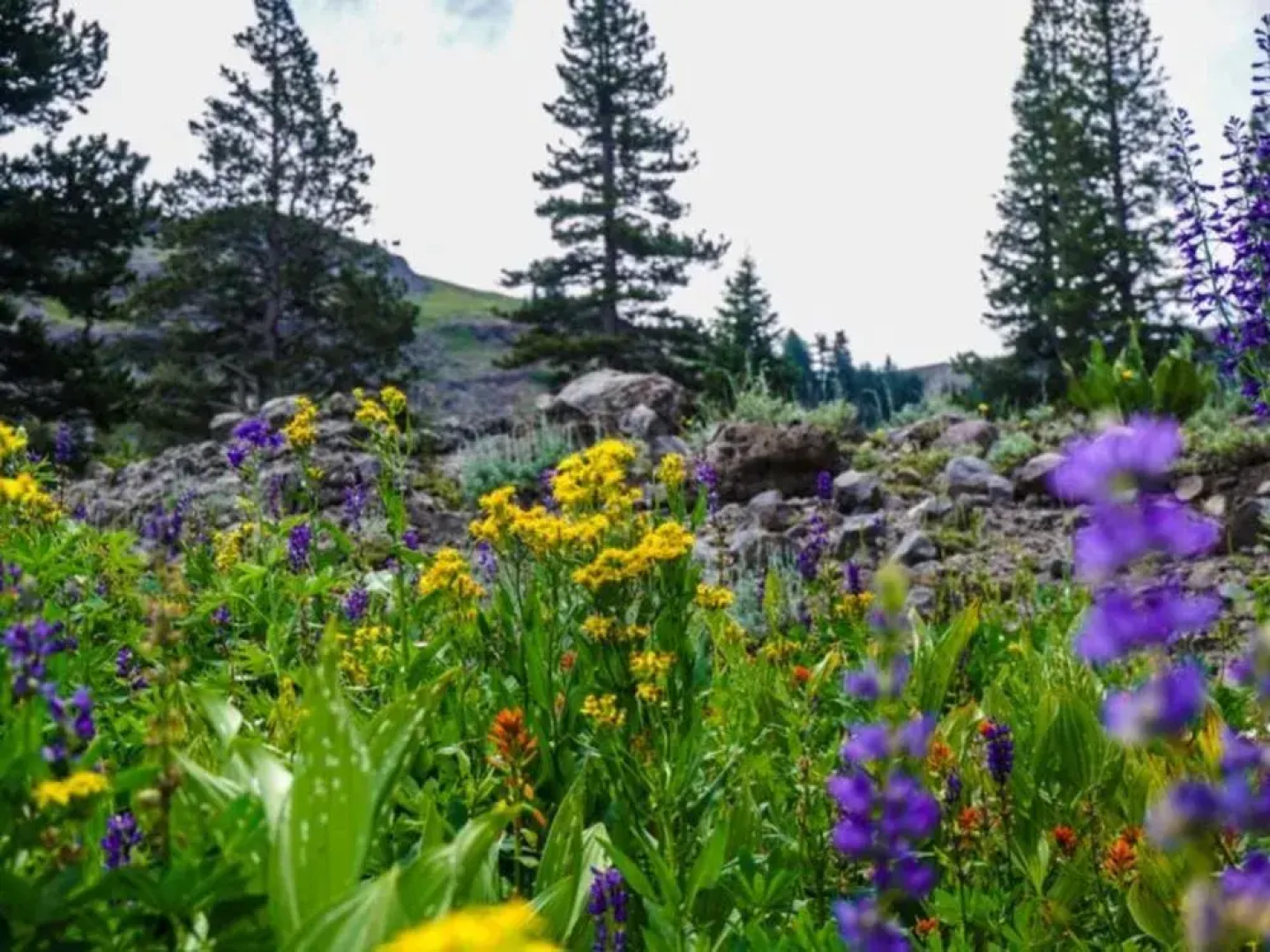 Base Camp 2 at Kirkwood by RedAwning